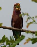 Broad-billed Roller