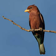 Broad-billed Roller