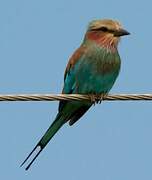 Lilac-breasted Roller