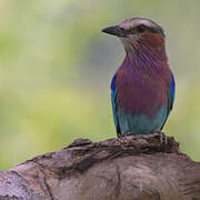 Lilac-breasted Roller