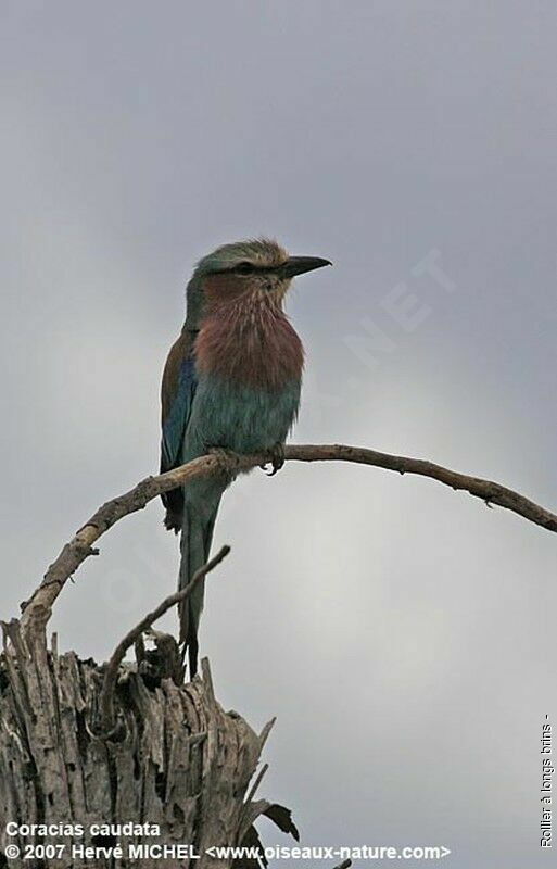 Lilac-breasted Rolleradult