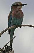 Lilac-breasted Roller