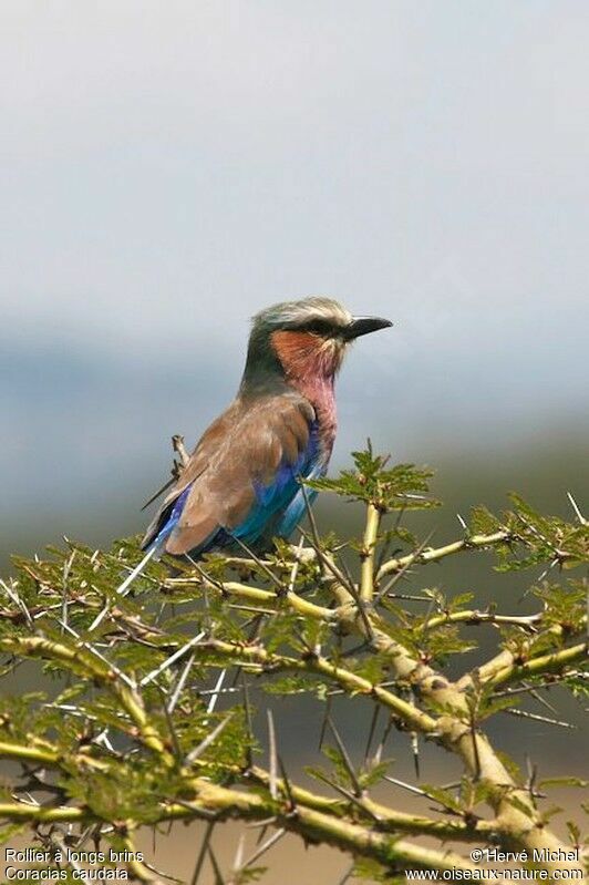 Lilac-breasted Rolleradult