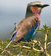 Lilac-breasted Roller