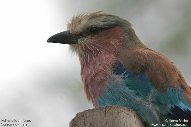 Lilac-breasted Rolleradult