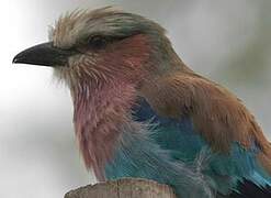 Lilac-breasted Roller