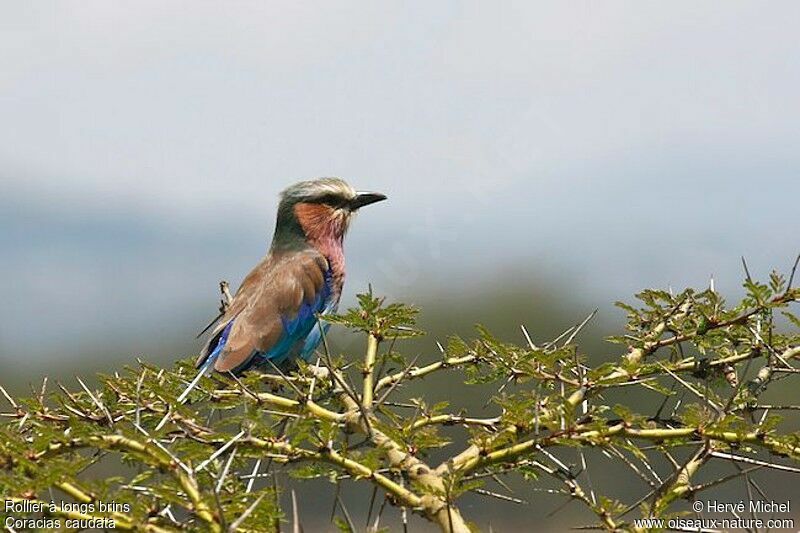 Lilac-breasted Rolleradult