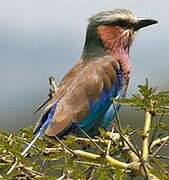 Lilac-breasted Roller