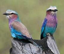 Lilac-breasted Roller