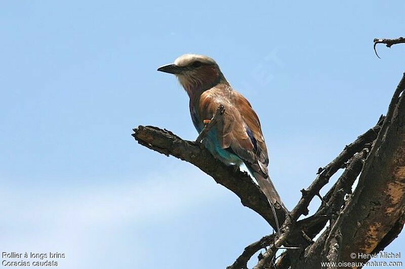 Lilac-breasted Rolleradult