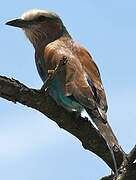 Lilac-breasted Roller