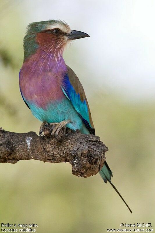 Lilac-breasted Rolleradult