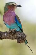 Lilac-breasted Roller