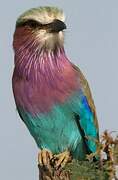 Lilac-breasted Roller