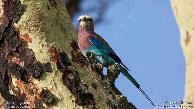 Lilac-breasted Rolleradult