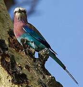 Lilac-breasted Roller