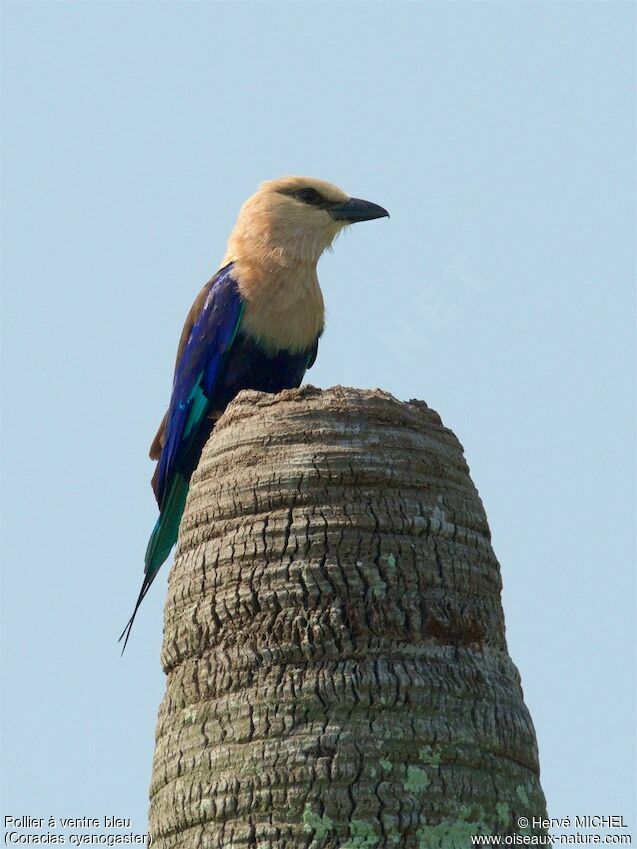 Blue-bellied Rolleradult