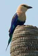 Blue-bellied Roller