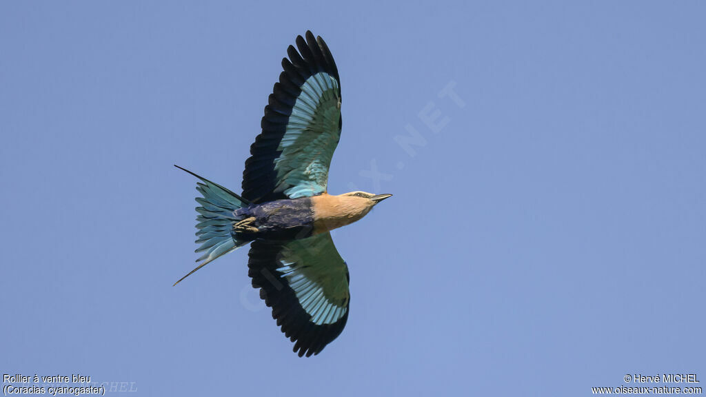 Blue-bellied Roller