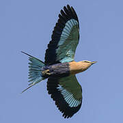 Blue-bellied Roller