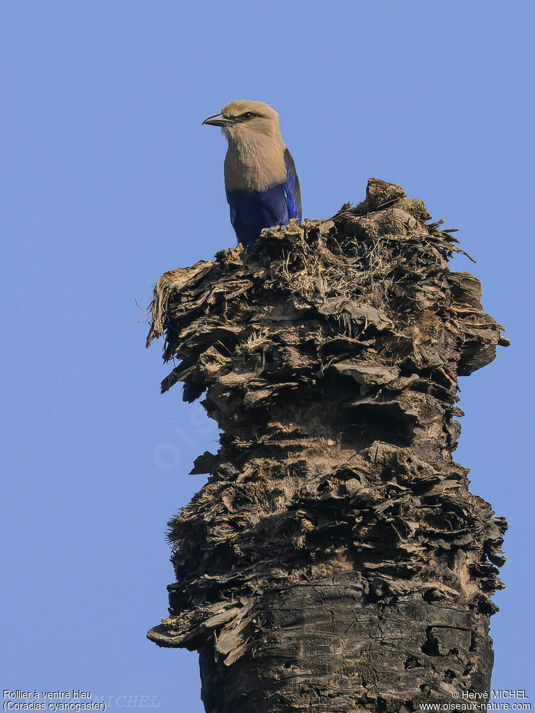 Rollier à ventre bleu