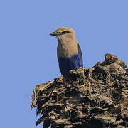 Blue-bellied Roller