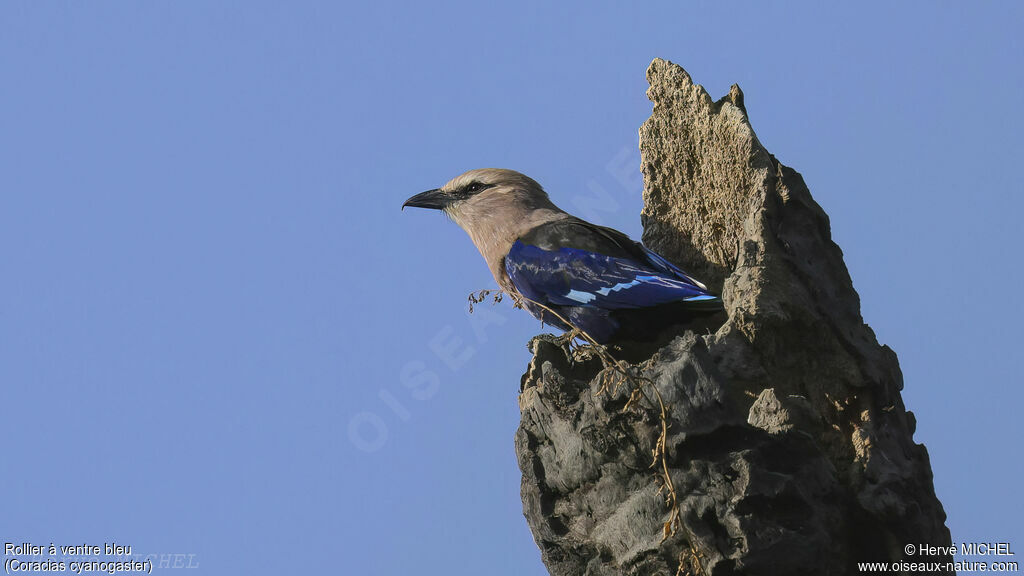 Blue-bellied Roller