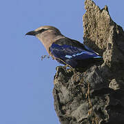 Blue-bellied Roller