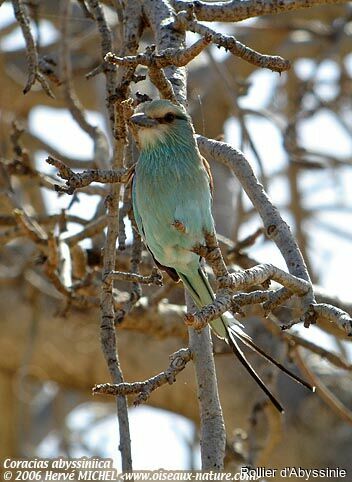 Abyssinian Roller