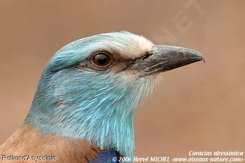 Abyssinian Roller