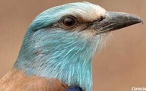 Abyssinian Roller