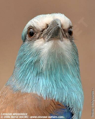 Abyssinian Roller