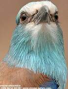 Abyssinian Roller