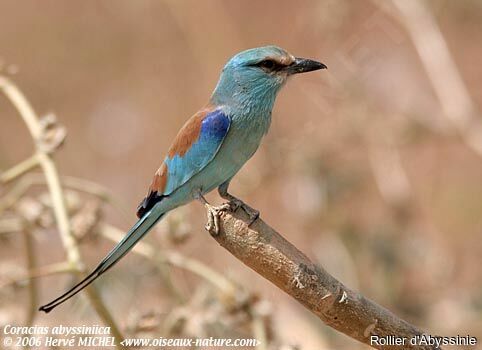 Abyssinian Roller