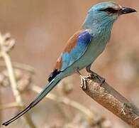 Abyssinian Roller