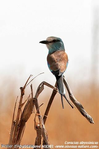 Abyssinian Roller