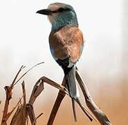 Abyssinian Roller