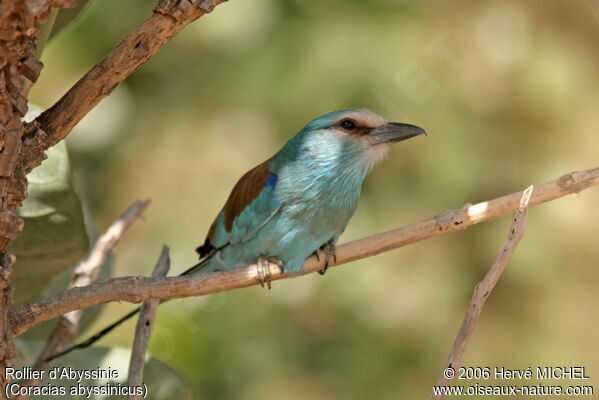 Abyssinian Roller