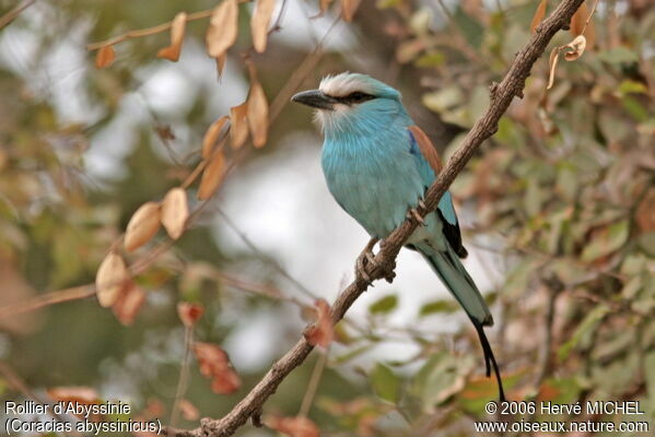 Abyssinian Roller