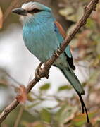 Abyssinian Roller