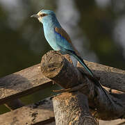 Abyssinian Roller