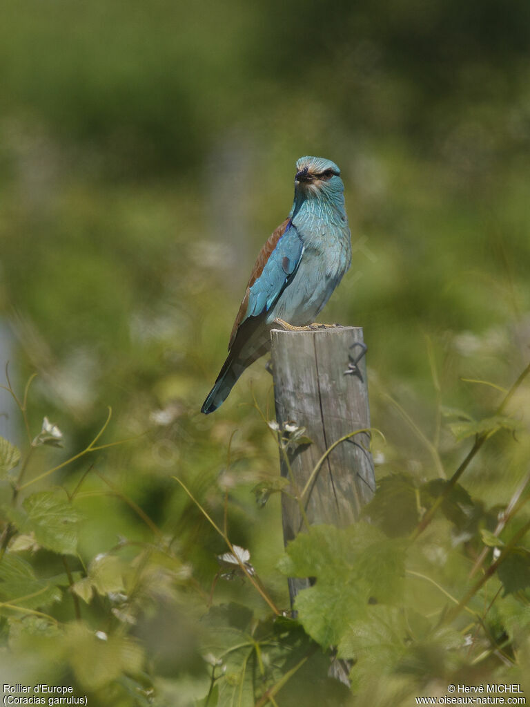 European Rolleradult breeding, identification