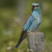 European Roller