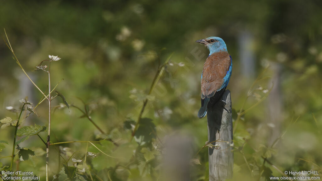 European Rolleradult breeding, identification