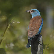 European Roller