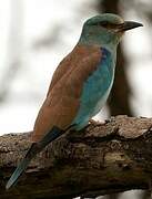 European Roller