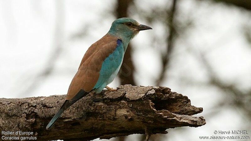 European Roller