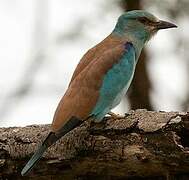 European Roller