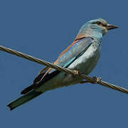 European Roller