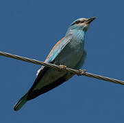 European Roller